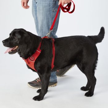 Ruffwear Front Range Harness